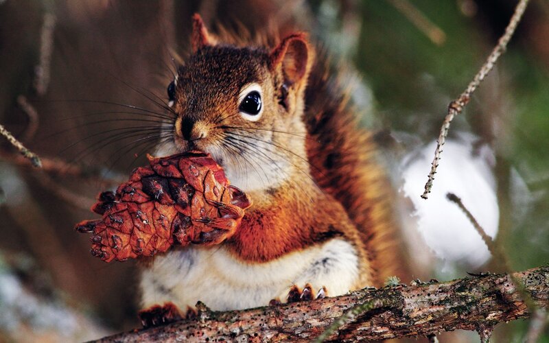 Red Squirrel Holding Pinecone — Brown, Natural, Winter