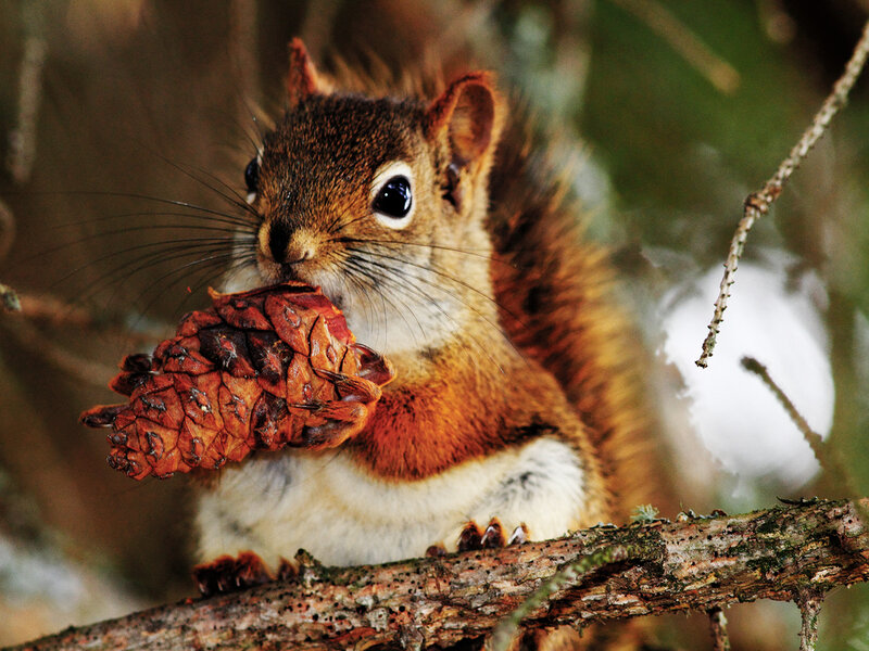 Red Squirrel Holding Pinecone
