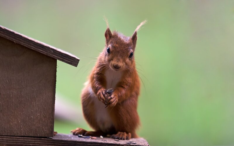 Red Squirrel Holding Seed