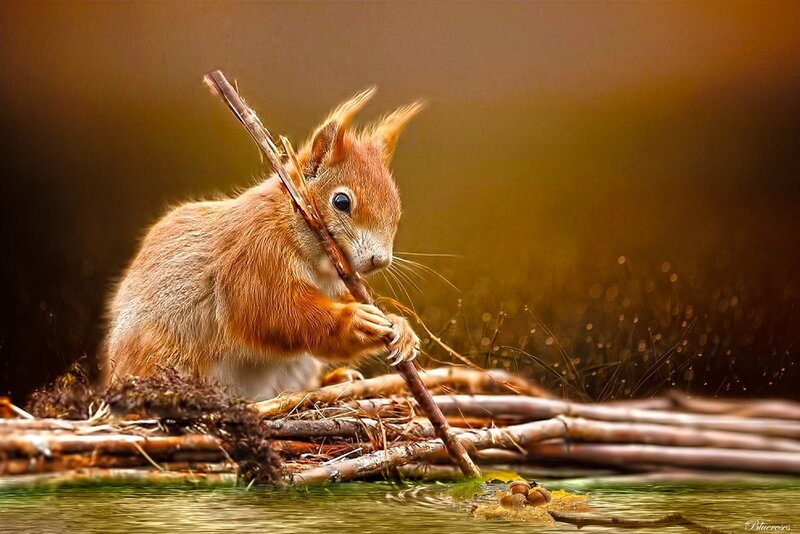 Red Squirrel Holding Stick — Brown