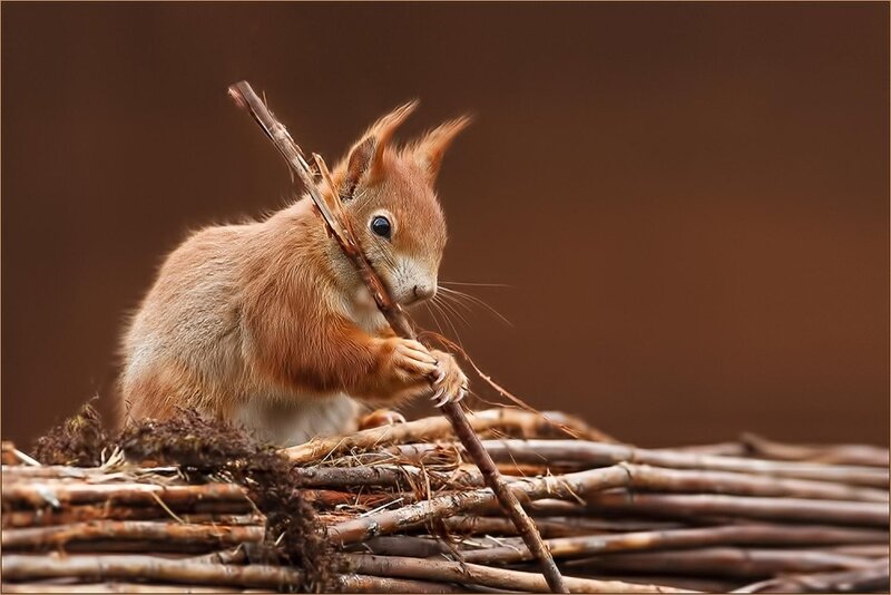 Red Squirrel Holding Stick