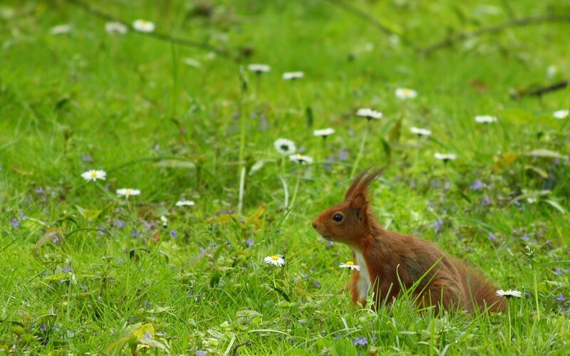 Red squirrel in a meadow