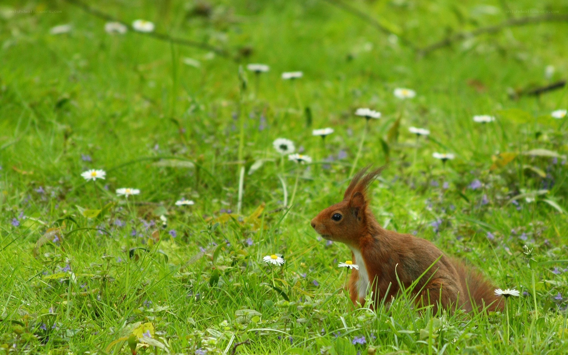 Red squirrel in a meadow