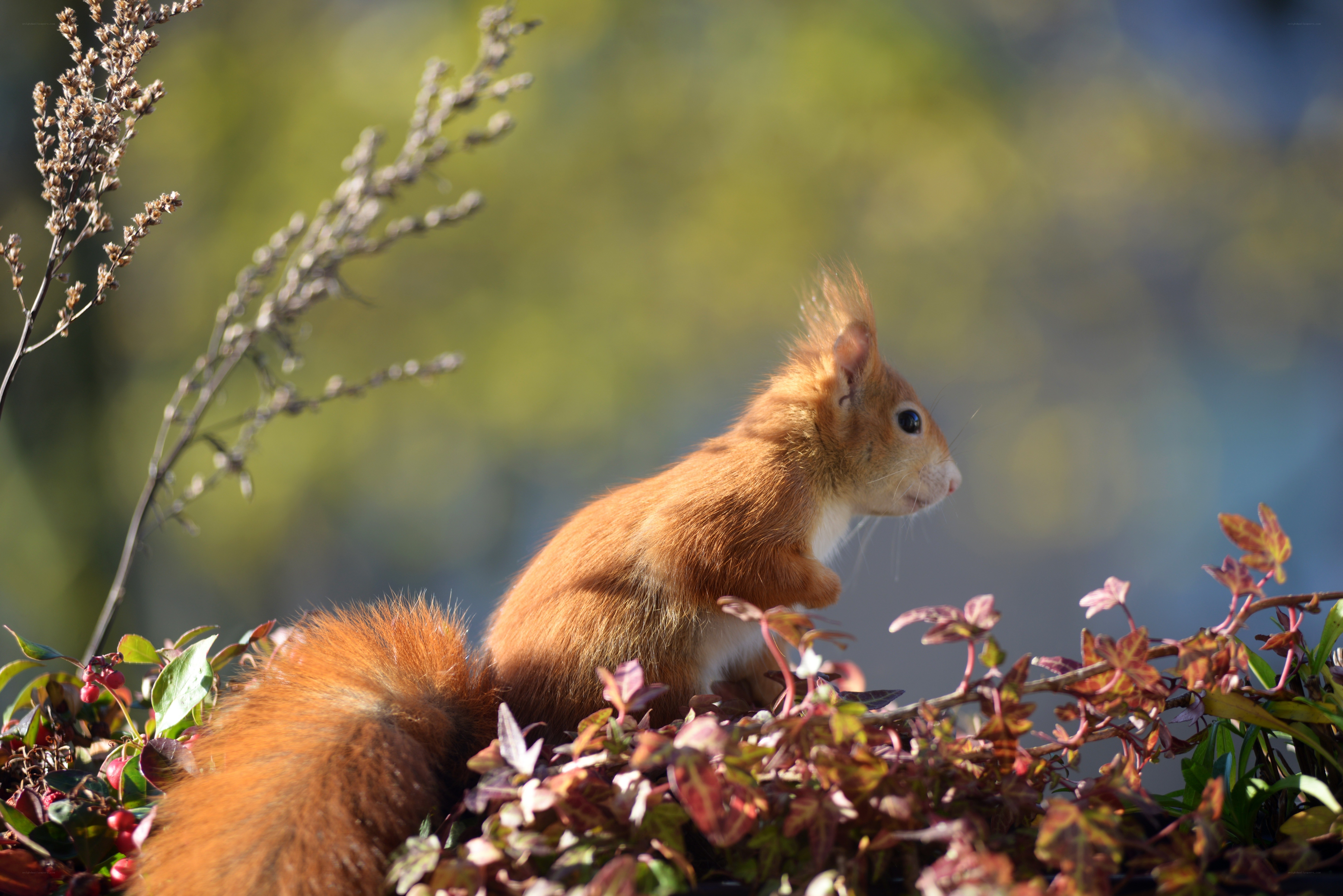 Red squirrel in autumn foliage