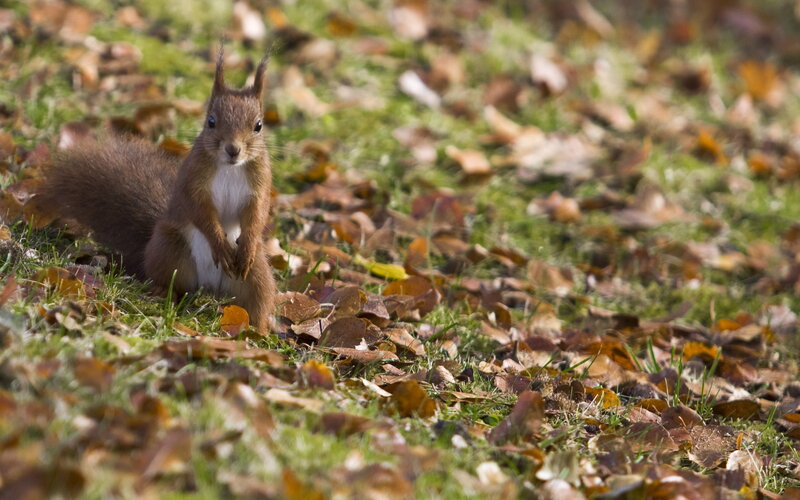 Red squirrel in autumn leaves