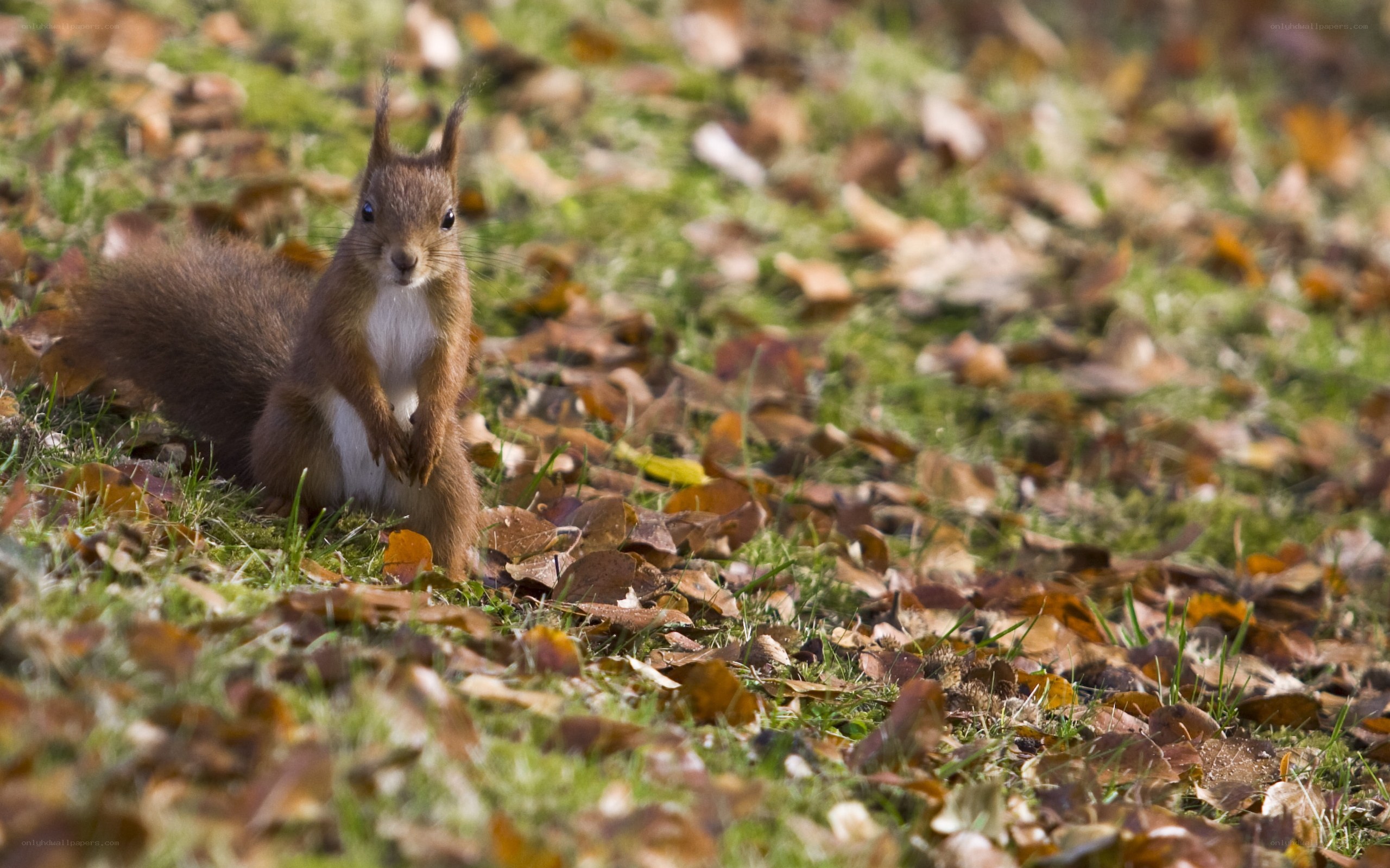 Red squirrel in autumn leaves