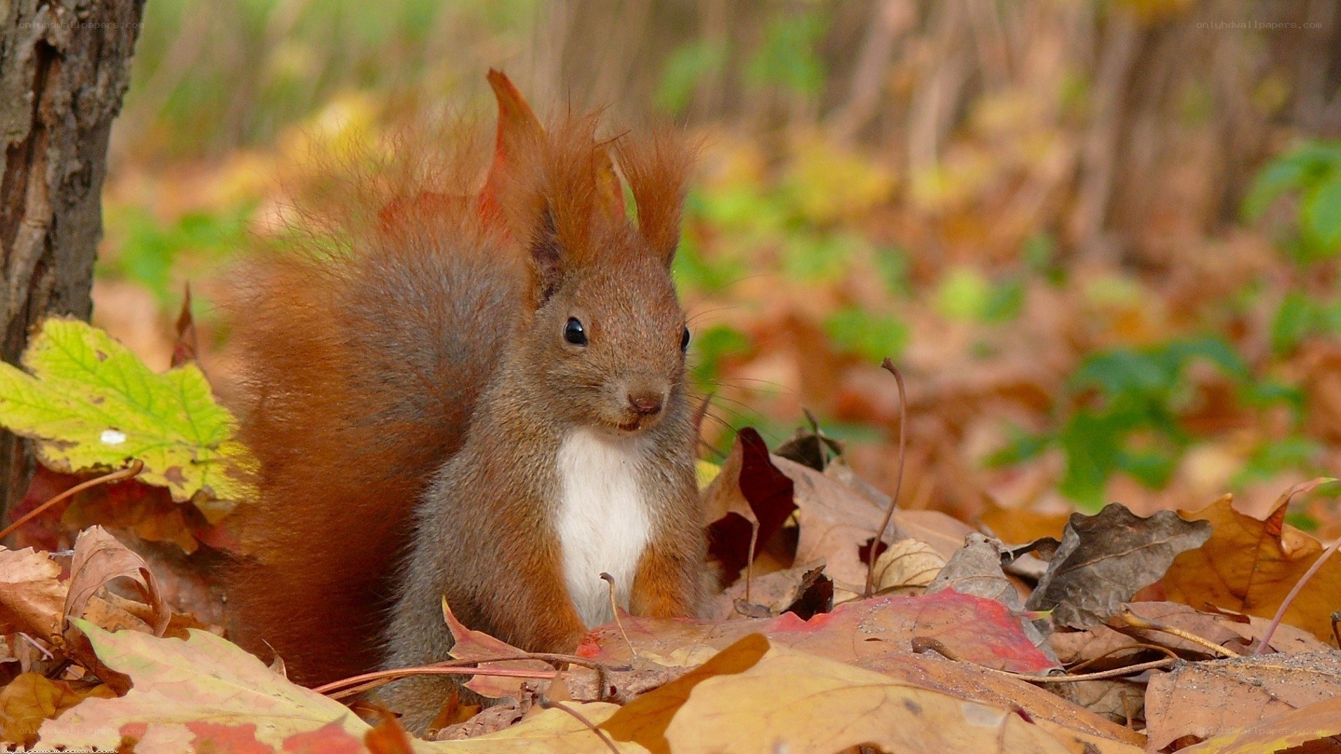 Red squirrel in autumn leaves
