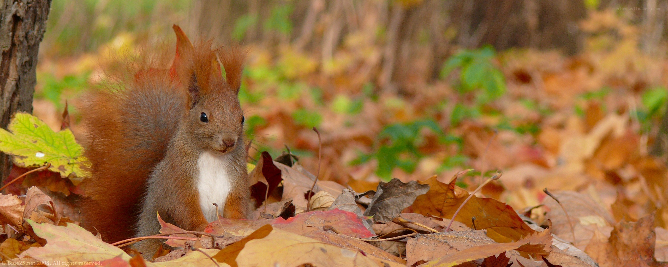 Red squirrel in autumn leaves