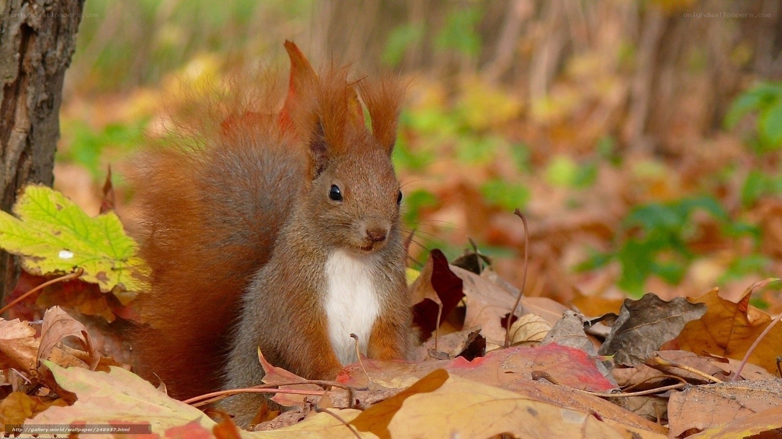 Red squirrel in autumn leaves