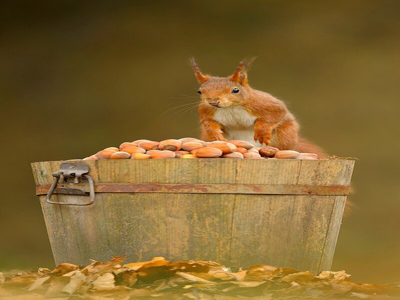 Red Squirrel in Bucket