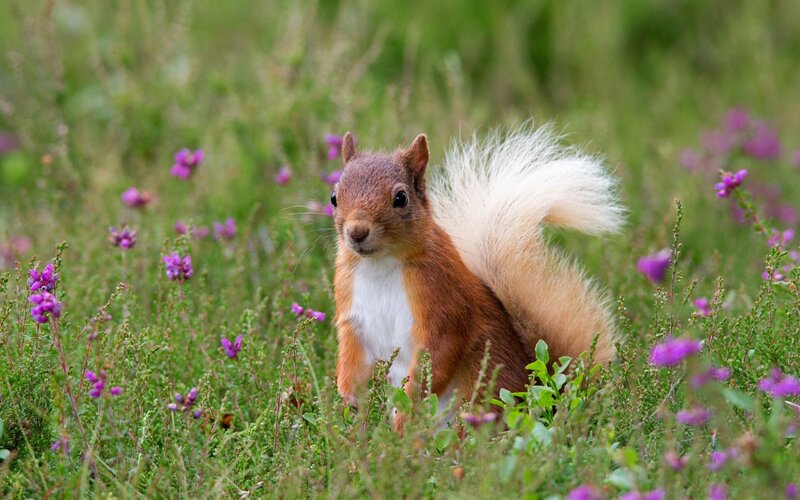 Red Squirrel in Field — Green