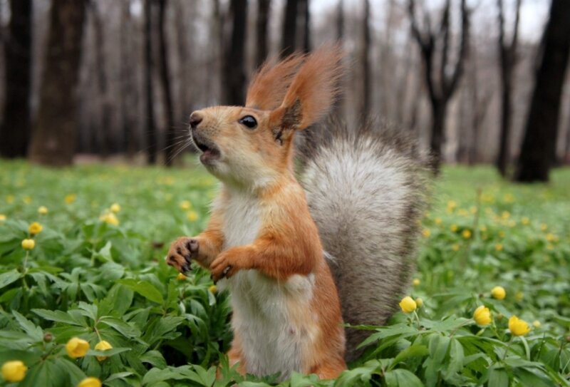 Red Squirrel in Field