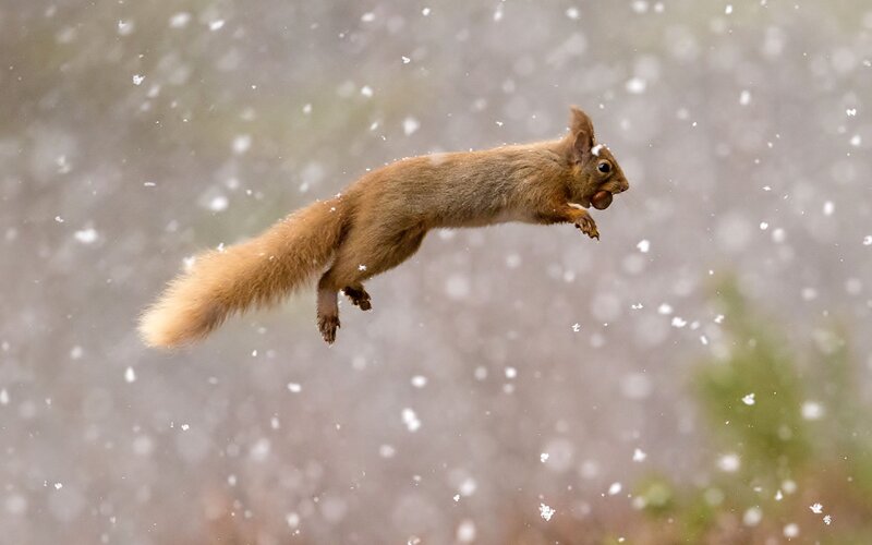 Red Squirrel in Flight