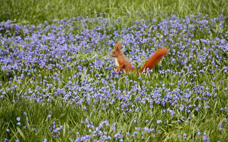 Red Squirrel in Flowers — Green