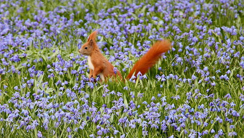 Red Squirrel in Flowers