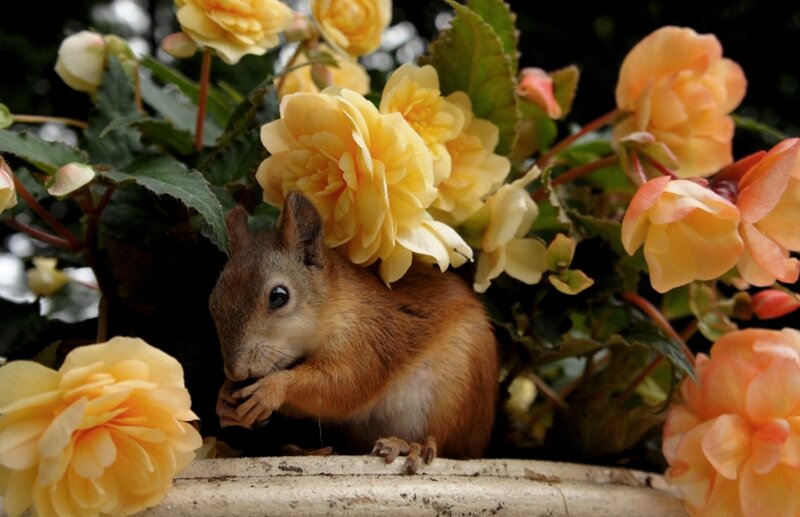 Red Squirrel in Flowers — Yellow
