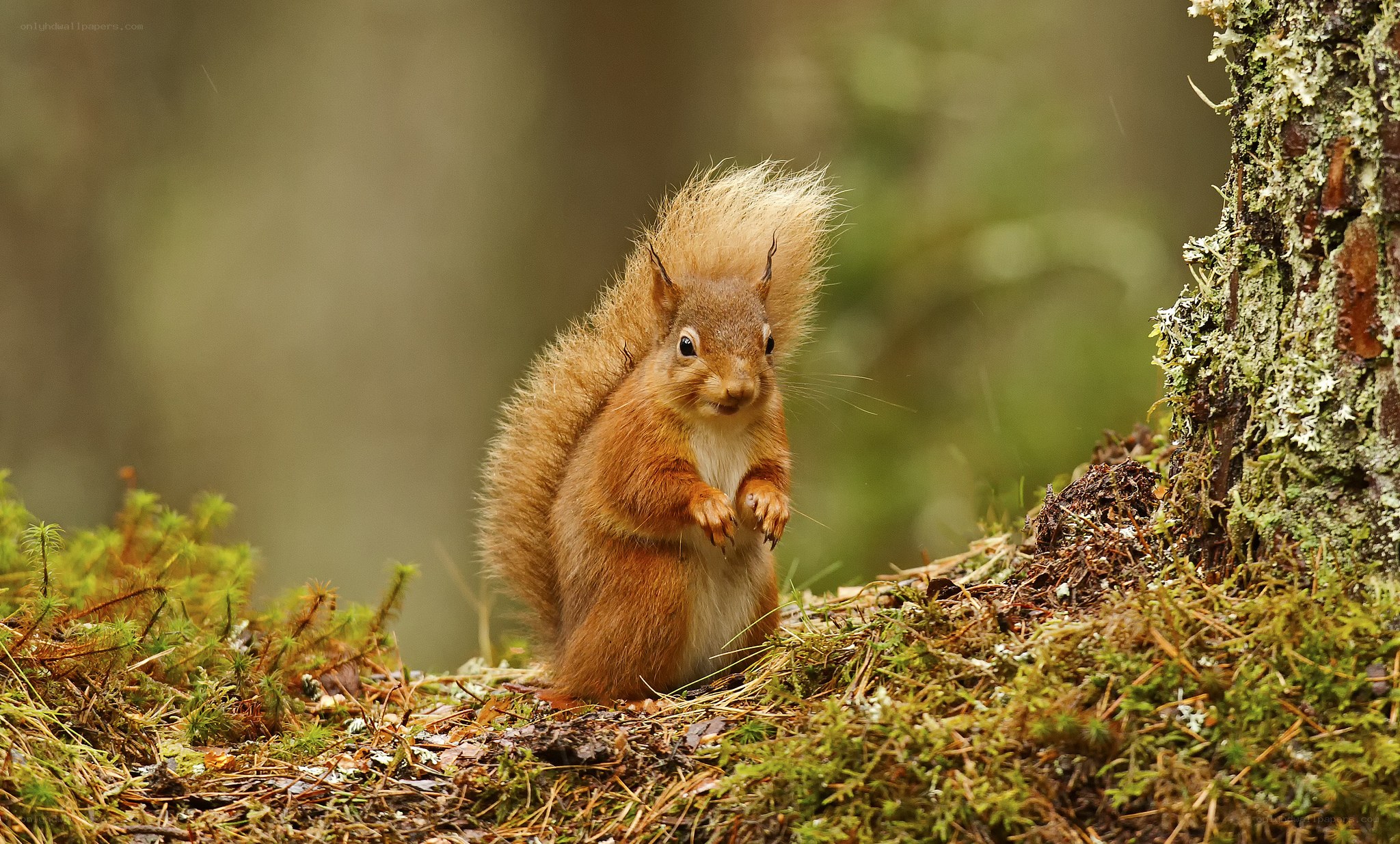 Red squirrel in forest