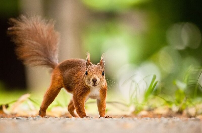 Red Squirrel in Forest — Brown, Alert