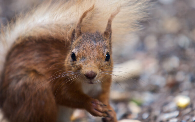 Red Squirrel in Forest — Brown, Curious