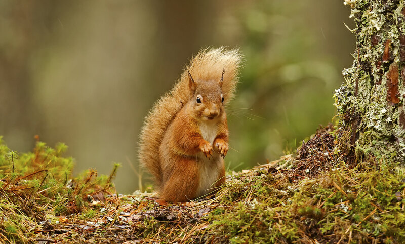 Red Squirrel in Forest — Brown, Natural, Photograph