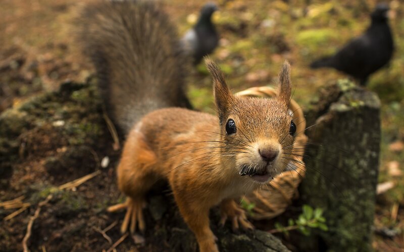 Red Squirrel in Forest — Brown, Natural