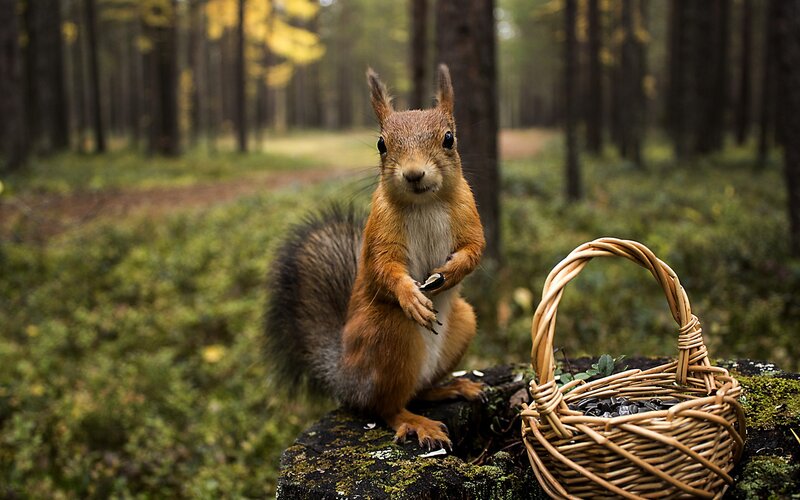 Red Squirrel in Forest — Brown, Serene