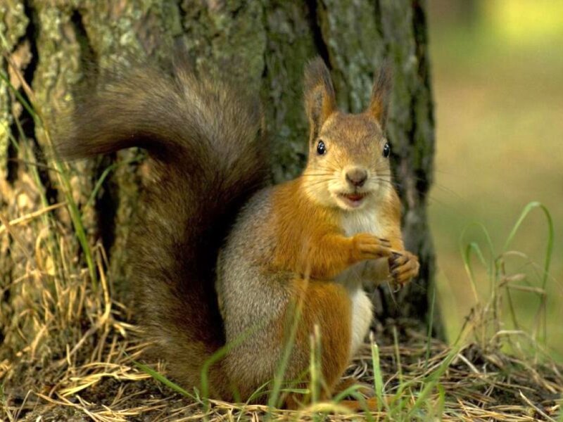 Red Squirrel in Forest — Brown