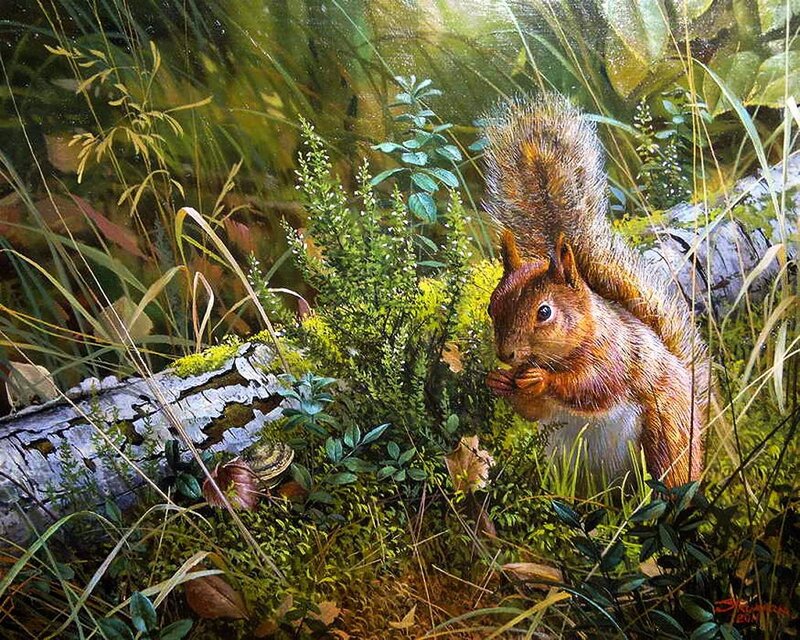 Red Squirrel in Forest — Green, Natural