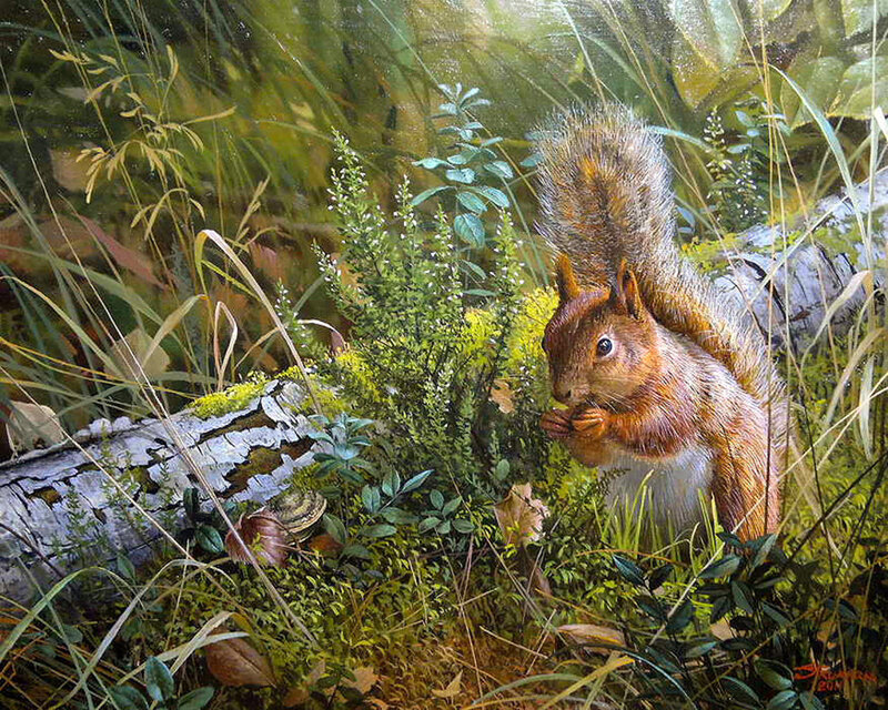 Red Squirrel in Forest — Green