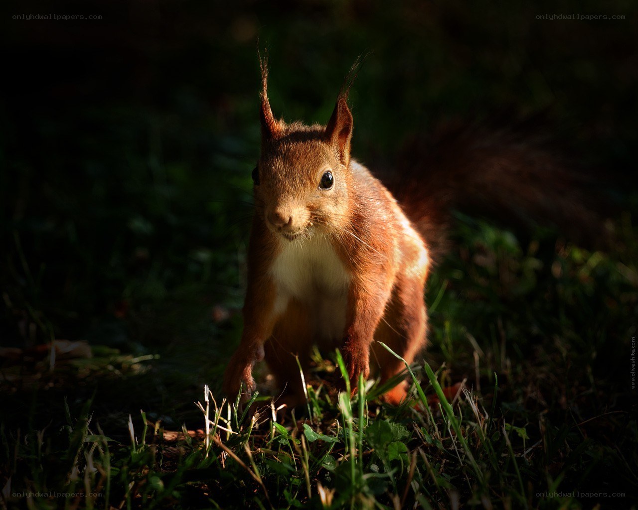 Red squirrel in forest light