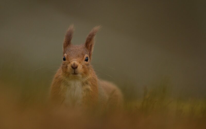 Red squirrel in grass
