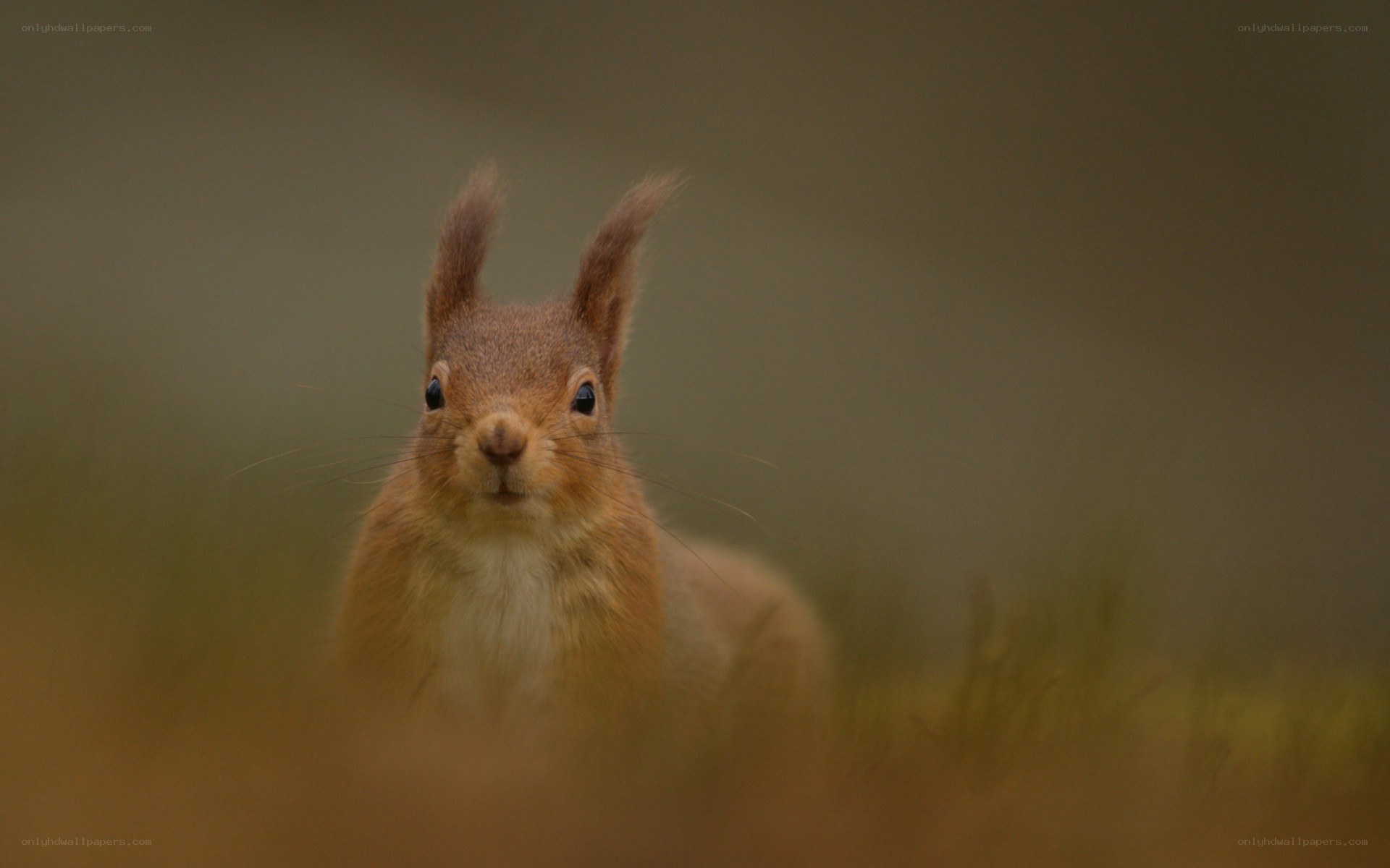 Red squirrel in grass