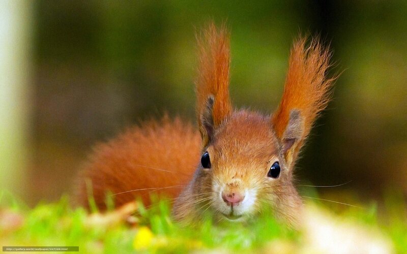 Red Squirrel in Grass — Brown, Curious