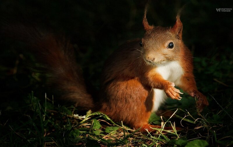 Red Squirrel in Grass — Brown, Dramatic, Sunset