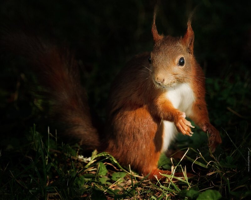 Red Squirrel in Grass — Brown, Dramatic
