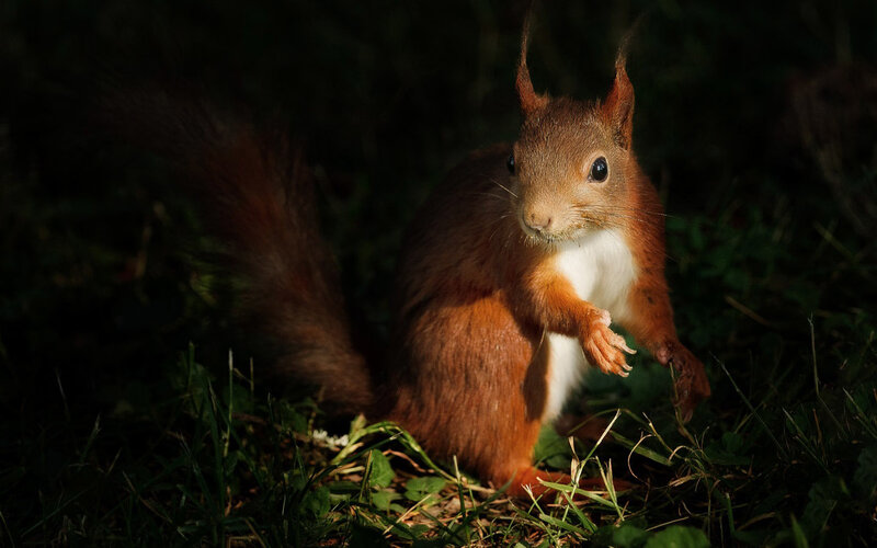 Red Squirrel in Grass — Brown