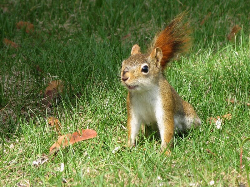 Red Squirrel in Grass — Green, Calm, Afternoon, Photograph