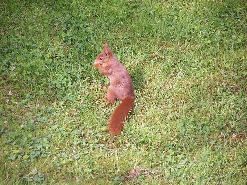 Red Squirrel in Grass — Green, Calm, Afternoon