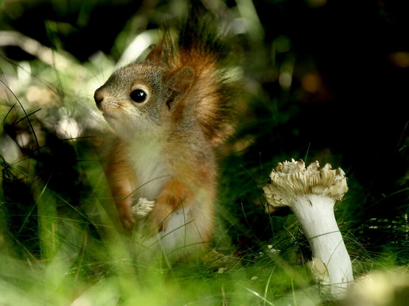 Red Squirrel in Grass — Green, Natural, Afternoon