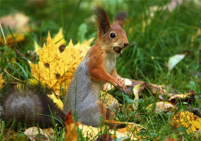 Red Squirrel in Grass — Green, Natural, Autumn