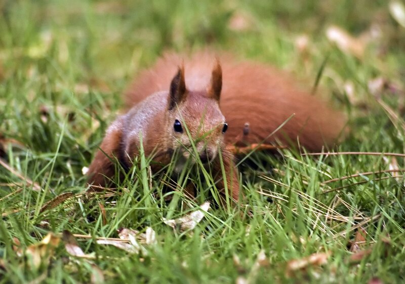 Red Squirrel in Grass — Green, Natural
