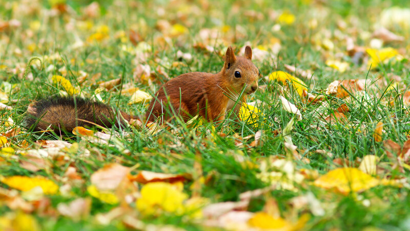 Red Squirrel in Grass — Green