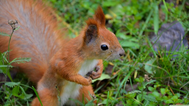 Red Squirrel in Grass — Orange, Calm