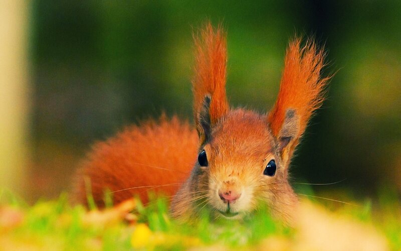Red Squirrel in Grass — Orange