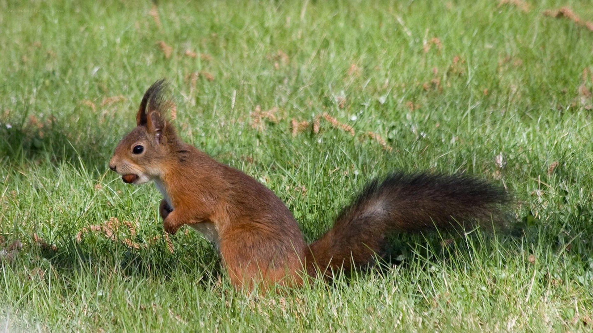 Red squirrel in grass