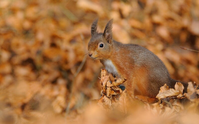 Red Squirrel in Leaves — Brown, Calm, Autumn, Photograph, Forest Floor