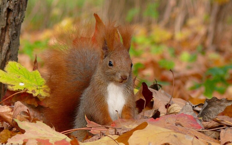 Red Squirrel in Leaves — Brown, Calm, Autumn
