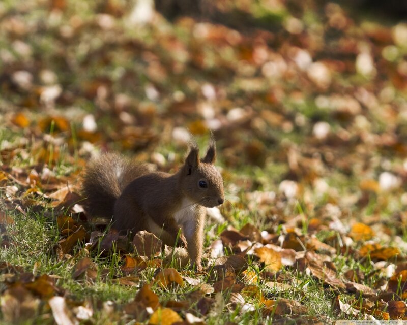 Red Squirrel in Leaves — Brown, Calm