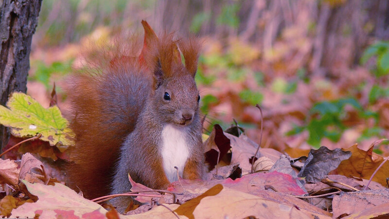 Red Squirrel in Leaves — Brown