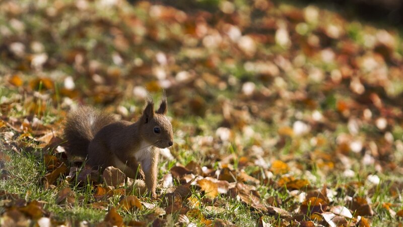 Red Squirrel in Leaves — Calm